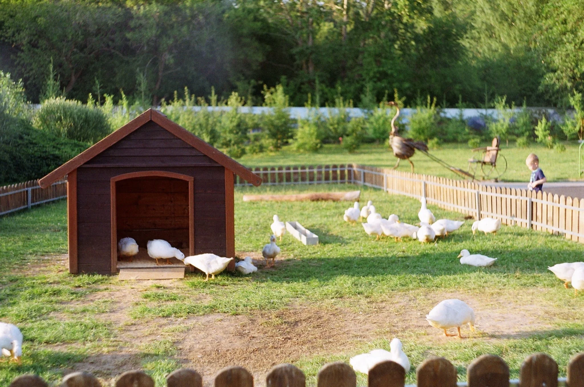 Ducks in an outdoor farm enclosure