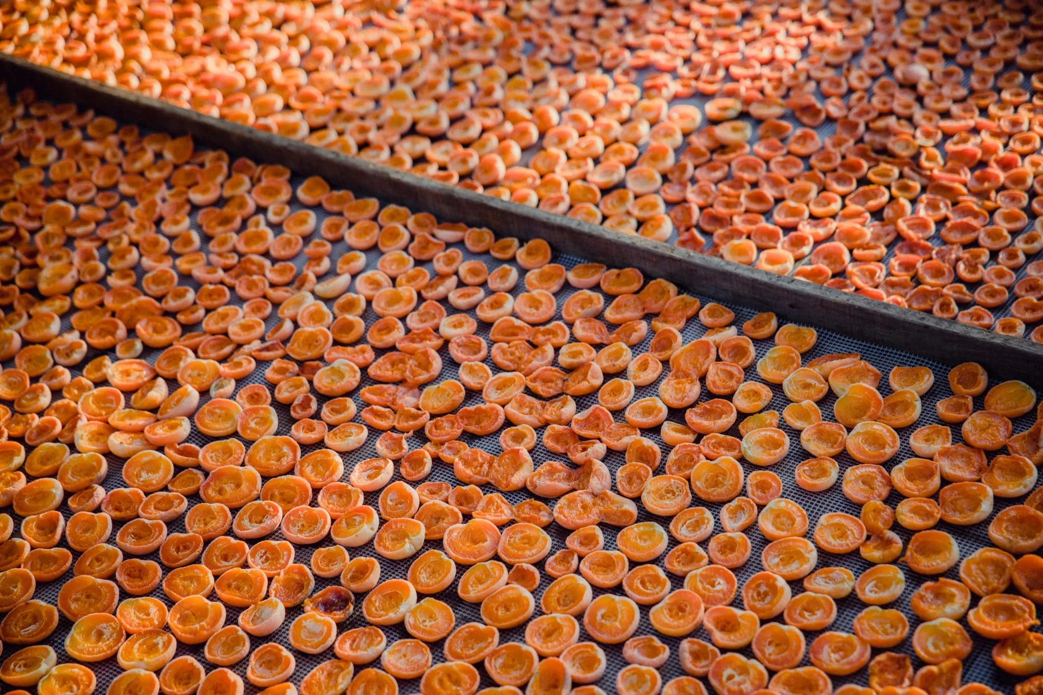 Apricot halves laid out to dry on large trays