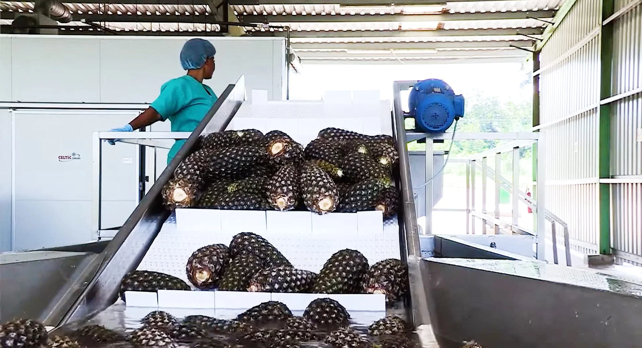 Whole pineapples arriving for processing at HPW Fresh & Dry's Ghana facility